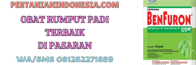 obat,rumput,padi,terbaik,pertanian indonesiasia